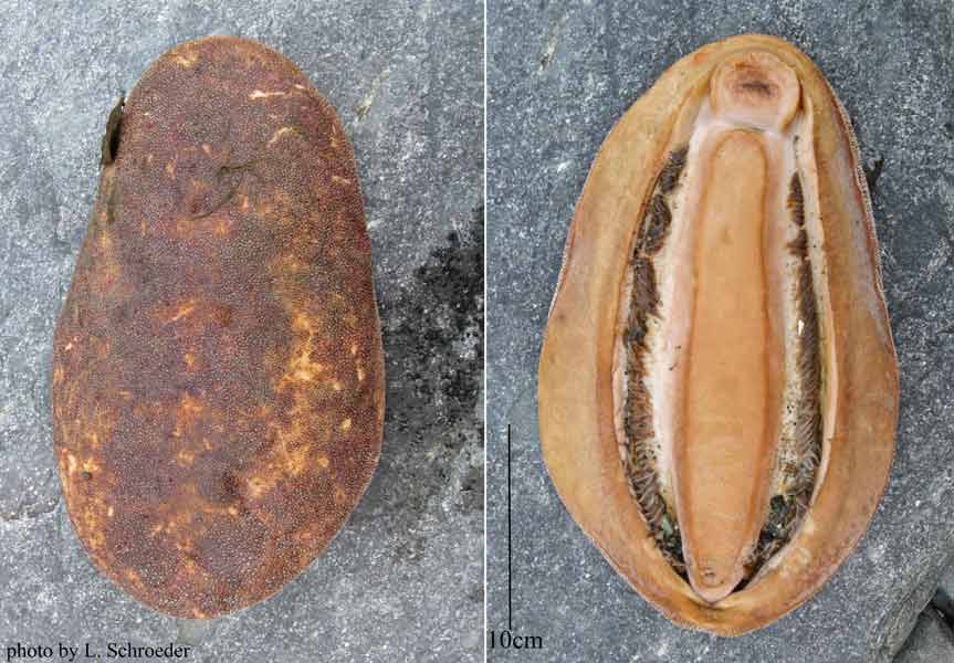 Chitons Mopaliidae